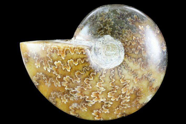 Polished, Agatized Ammonite (Cleoniceras) - Madagascar #119125